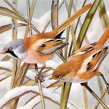 Схема вышивки «Птицы зимой»