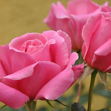 Схема вышивки «54092»