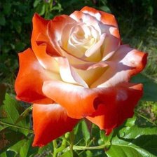 Схема вышивки «300»