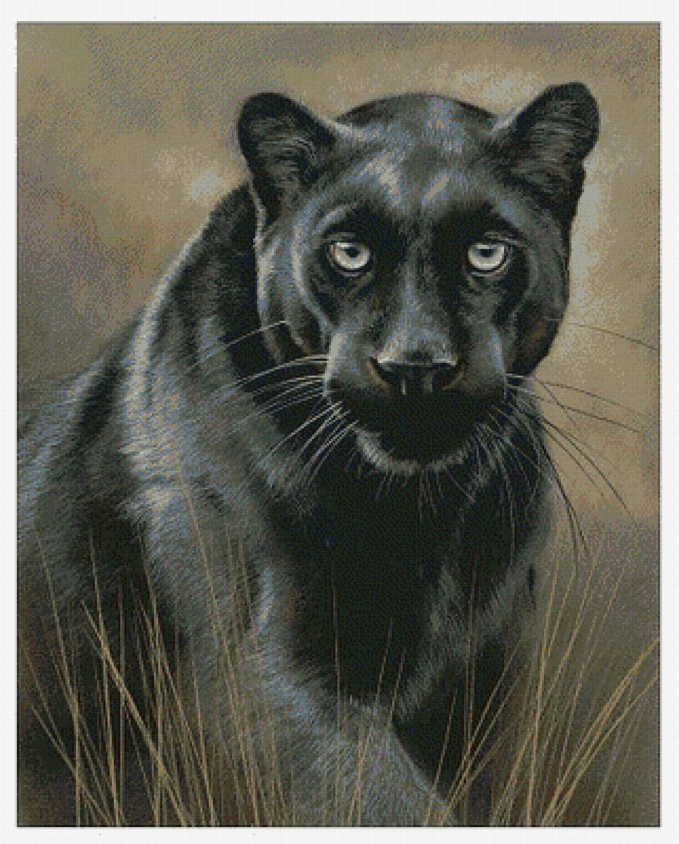 №1708696 - кошка, пантера - предпросмотр