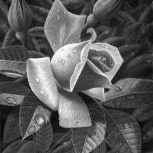 Схема вышивки «цветы»