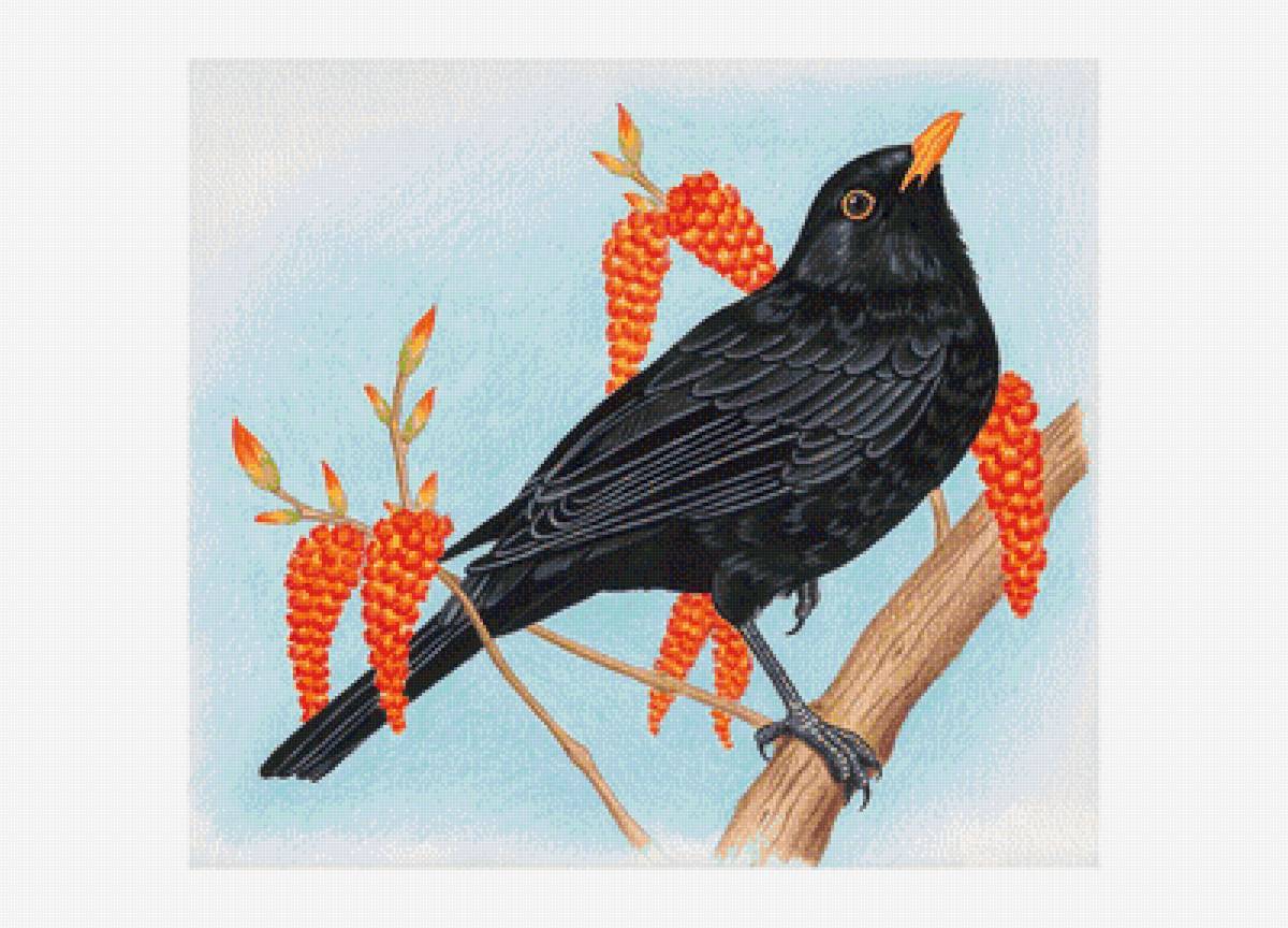 Грач - птицы на ветке, птицы - предпросмотр