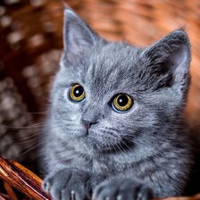 Схема вышивки «котенок»