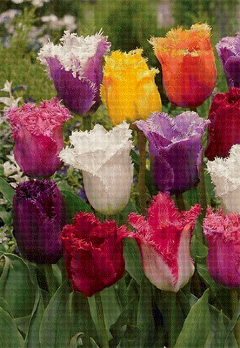 Тюльпаны - предпросмотр