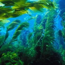 Схема вышивки «под водой»