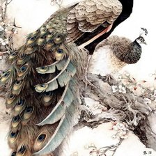 Схема вышивки «павлин»