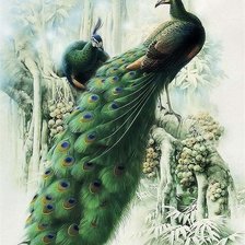 Схема вышивки «пара павлинов»