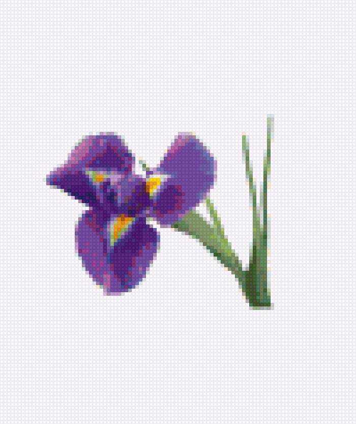 Ирис - ирис цветок синий - предпросмотр