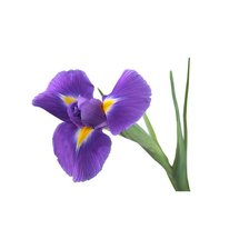 Схема вышивки «Ирис»