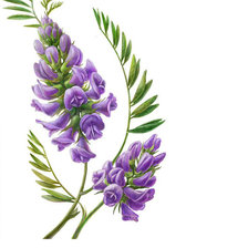 Схема вышивки «Цветы»