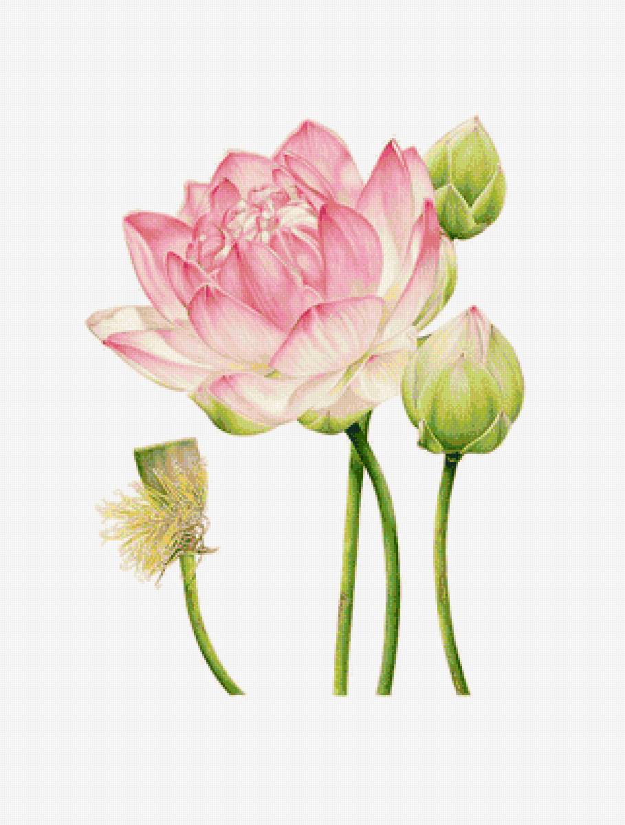 Лотос - цветы - предпросмотр