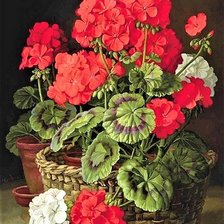 Схема вышивки «герань»