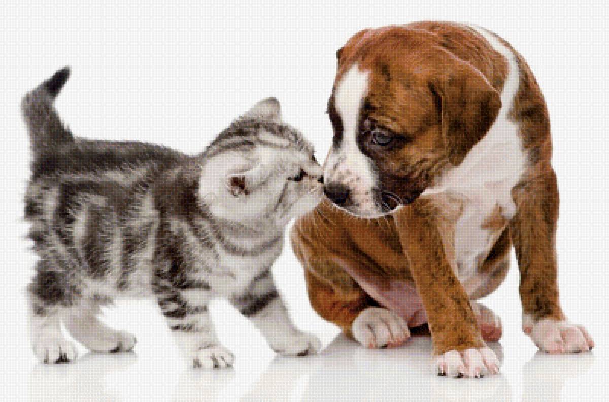 парочка - фото, животные, домашние любимцы - предпросмотр