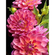 Схема вышивки «Серия "Георгины"»