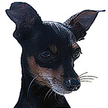 Схема вышивки «Той терьер»