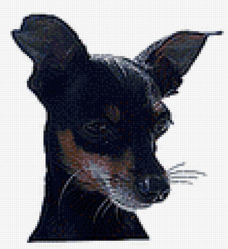 Той терьер3 - той терьер3 - предпросмотр