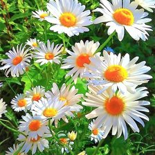 Схема вышивки «поле ромашек»