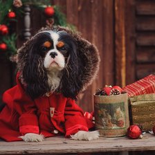 Схема вышивки «год собаки»