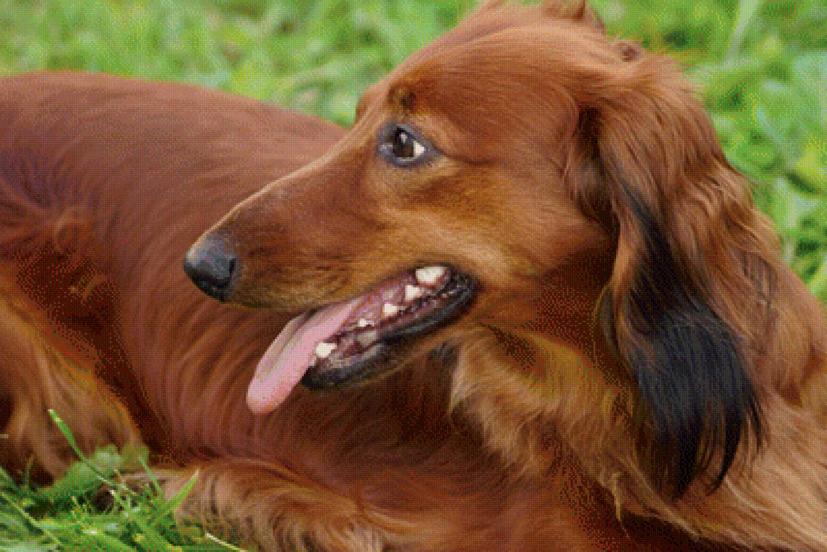 Моя Клепа - животные, домашние животные, таксы, собаки - предпросмотр