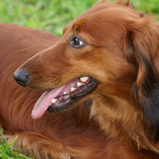 Схема вышивки «Моя Клепа»