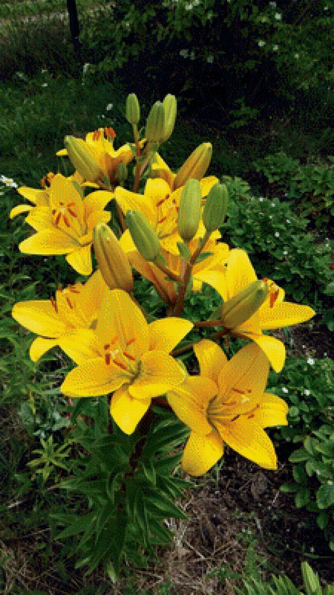 Лилии - природа, цветы, лилии - предпросмотр