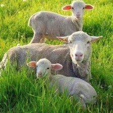 Схема вышивки «№1711017»