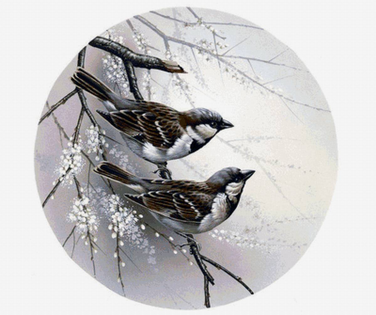 №1711043 - воробьи, птица - предпросмотр