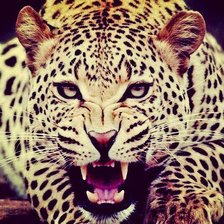 Схема вышивки «леопард 2»