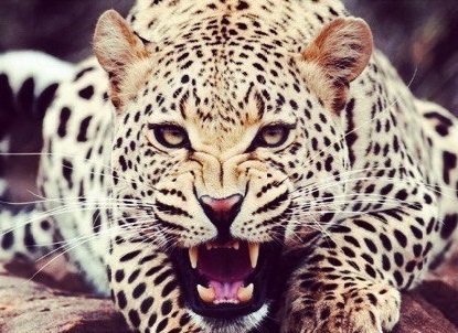 леопард 3 - лео - оригинал