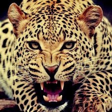 Схема вышивки «лео4»