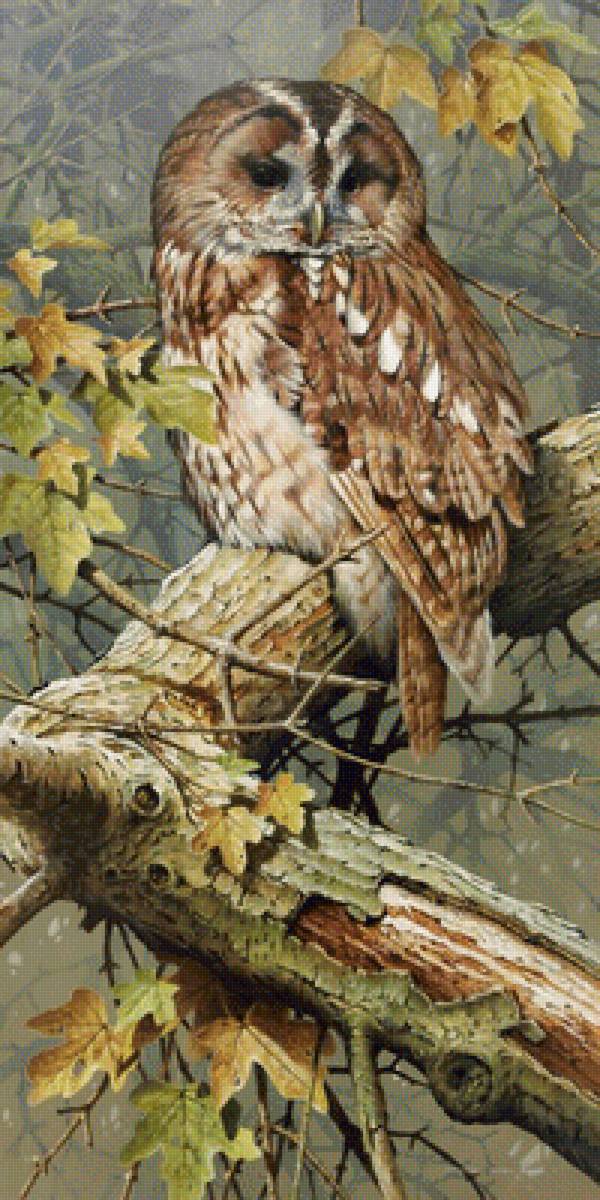 №1711316 - совы, птицы - предпросмотр