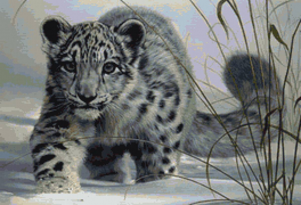 Барсик - ирбис, зима, барс - предпросмотр