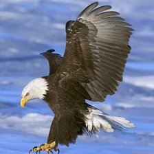 Схема вышивки «Орел 2»