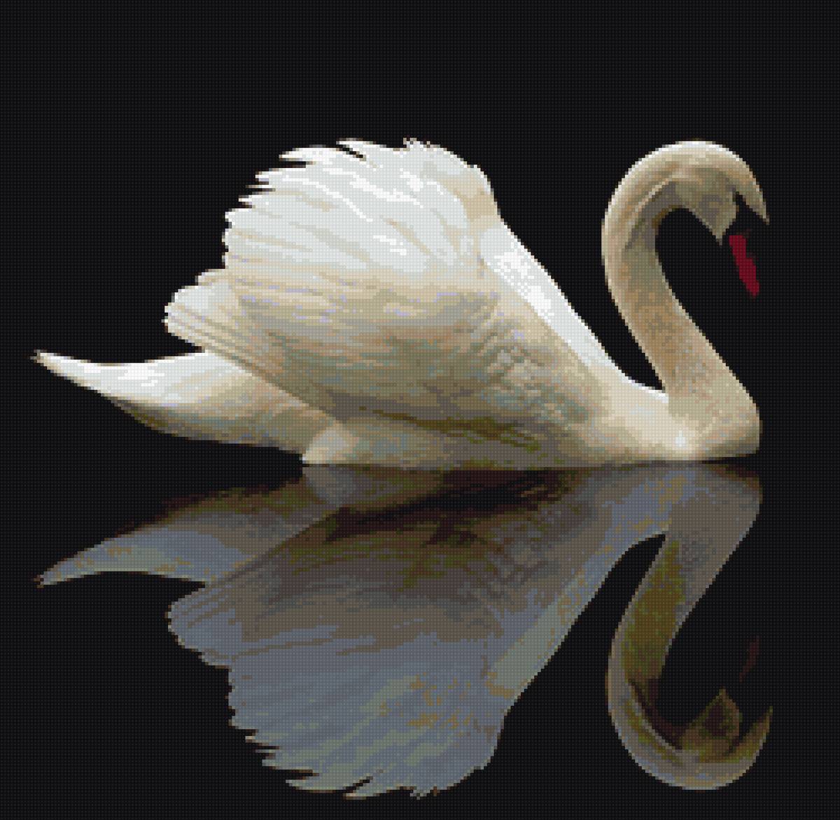 Лебедь - отражение, лебедь, черный фот - предпросмотр