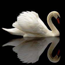 Схема вышивки «Лебедь»