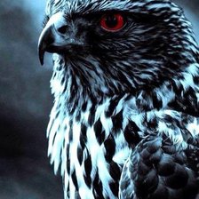 Схема вышивки «Сокол»