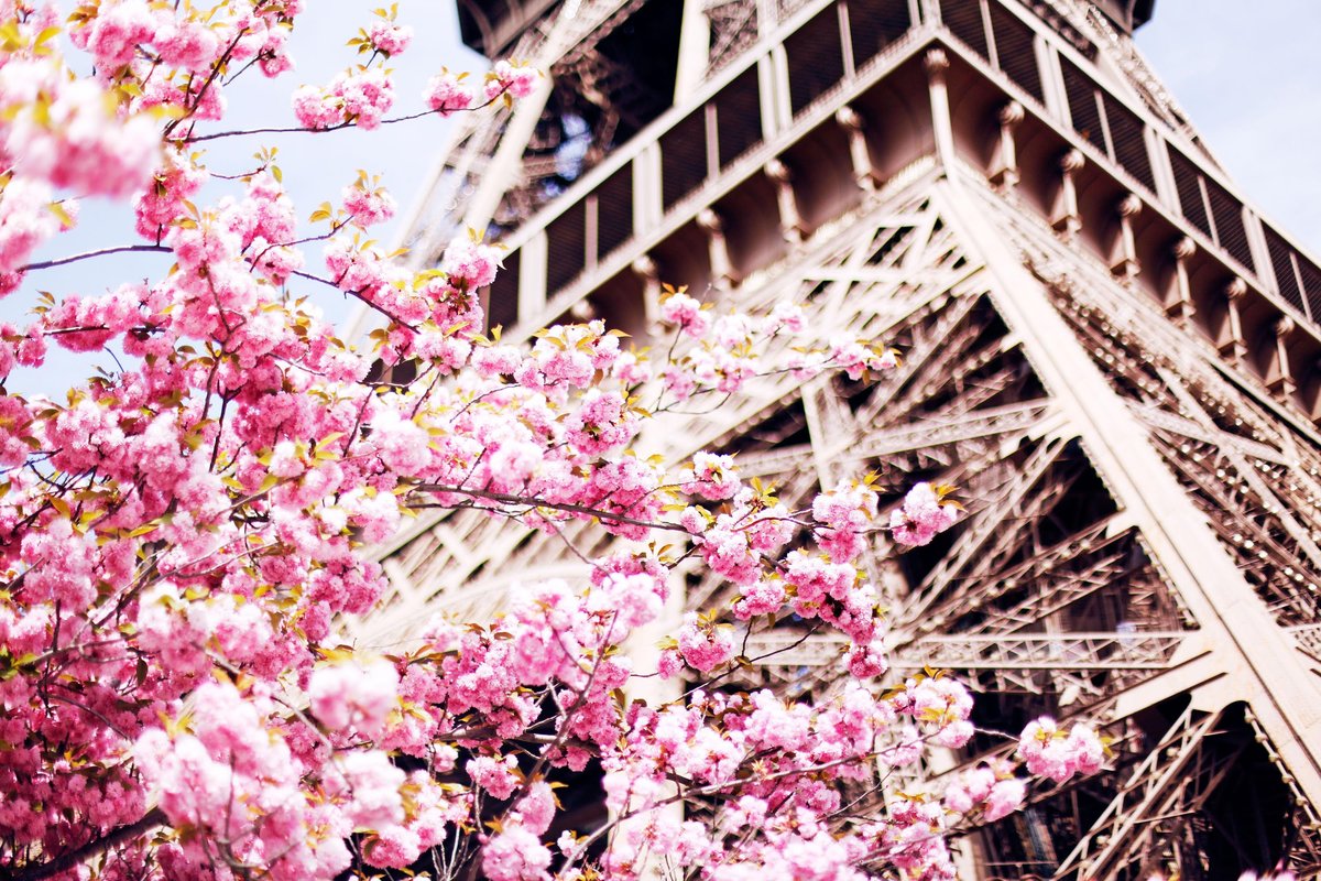 Цветущий Париж - оригинал