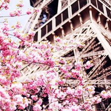 Цветущий Париж