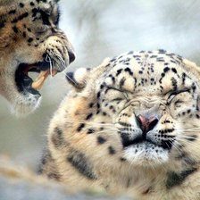 Схема вышивки «Молчать!»