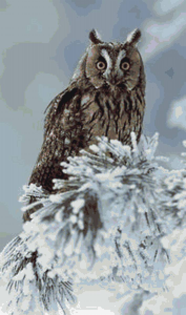 Сова - сова, зима - предпросмотр