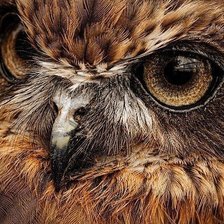 Схема вышивки «Сова 3»