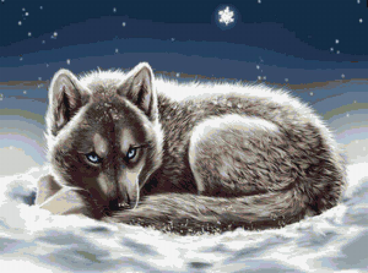 Волчонок - зима, ночь, волк - предпросмотр