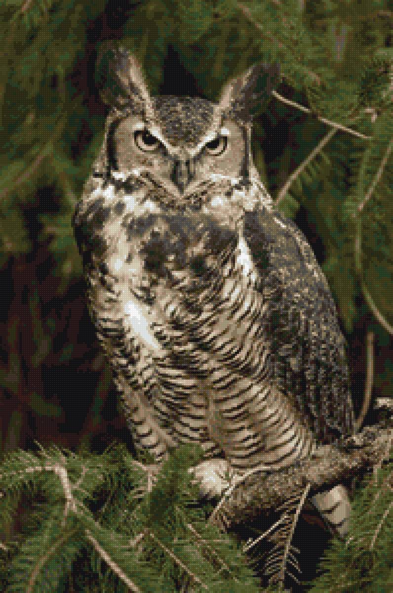 Сова 4 - сова - предпросмотр