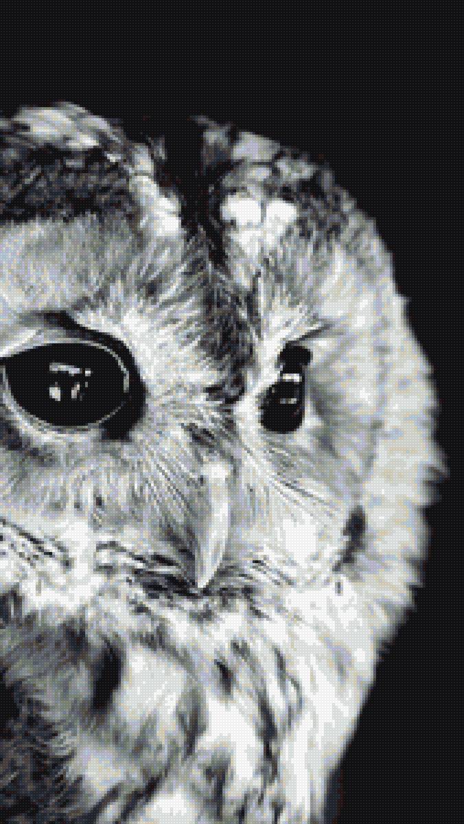 Совенок - сова - предпросмотр