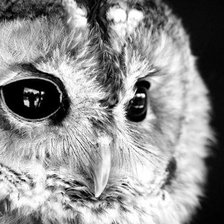 Схема вышивки «Совенок»