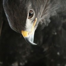 Схема вышивки «Сокол 2»