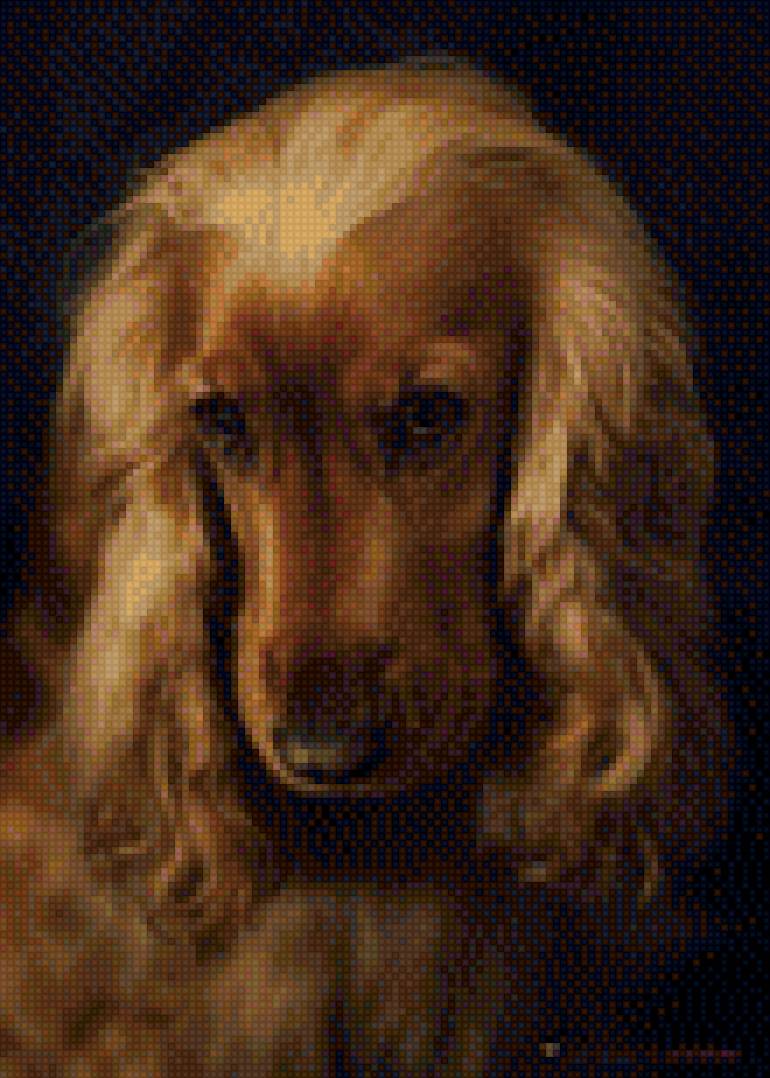 мой любимый спаниель-2 - спаниель, собаки - предпросмотр