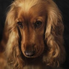 Схема вышивки «мой любимый спаниель-2»