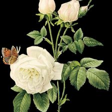 Схема вышивки «желтая роза»