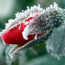 Схема вышивки «роза»